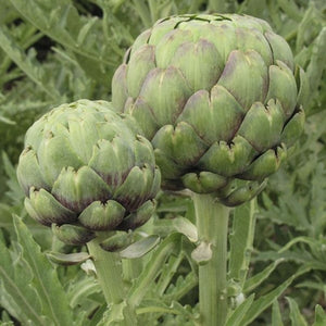 Seeds Tavor Artichoke: 10 Seed Packet [HIGH MOWING #1501.1] T