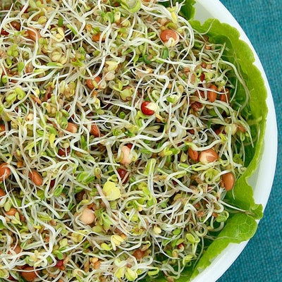 Seeds Spicy Salad Mix Sprouting: 4 oz Packet [HIGH MOWING #1701.1] T