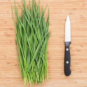 Seeds Wheatgrass Shoots: 2 oz Packet [HIGH MOWING #1706.2] T