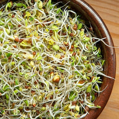 Seeds Spring Salad Mix Sprouting: 3 oz Packet [HIGH MOWING #1712.2] T