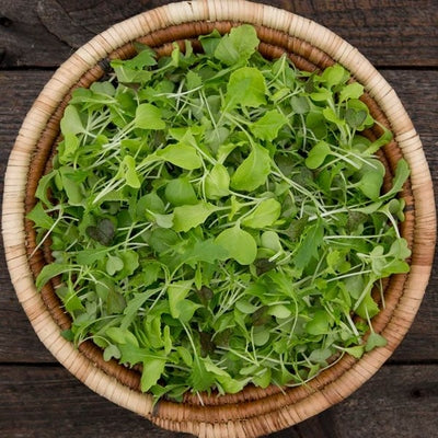 Seeds Silk Road Microgreens Mix: 3 oz Packet [HIGH MOWING #1725-QMG.2] T