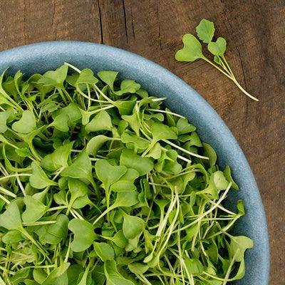 Seeds Broccoli Microgreens: 3 oz Packet [HIGH MOWING #1734-QMG.2] T