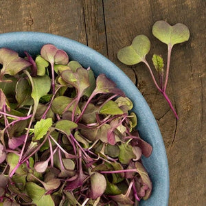 Seeds Purple Sango Radish Microgreens: 3 oz Packet [HIGH MOWING #1737-QMG.2] T