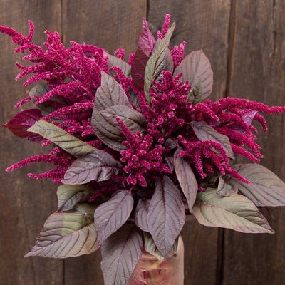 Seeds Garnet Red Amaranth Flowers: 1/8 oz Packet [HIGH MOWING #1760.1] T