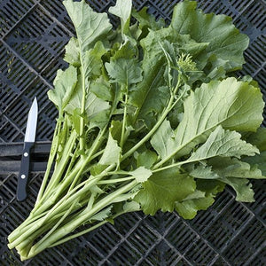 Seeds Spring Raab Broccoli Raab: 1/32 oz Packet [HIGH MOWING #1960.1] T