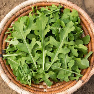 Seeds Esmee Arugula: 1/32 oz Packet [HIGH MOWING #2013.1] T