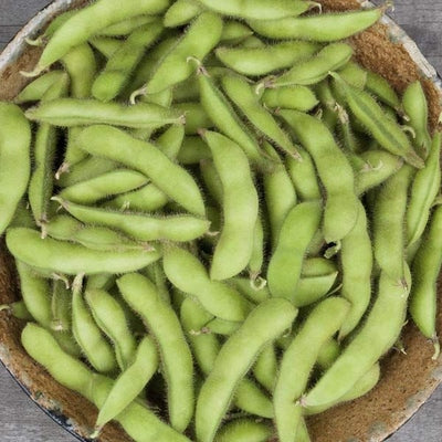 Seeds Chiba Green Soybean: 1/2 oz Packet [HIGH MOWING #2253.2] T