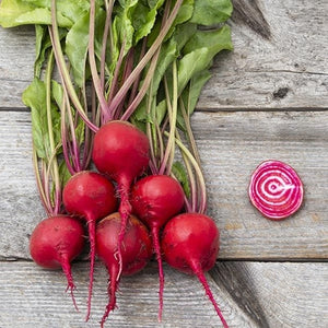 Seeds Guardsmark Chioggia Beet: 100 Seed Packet [HIGH MOWING #2269.1] T