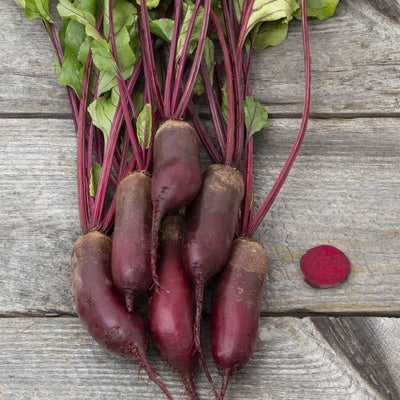 Seeds Formanova Beet: 1/16 oz Packet [HIGH MOWING #2272.1] T