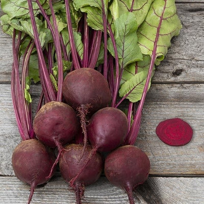 Seeds Early Wonder Tall Top Beet: 1/16 oz Packet [HIGH MOWING #2290.1] T