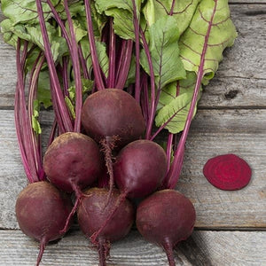 Seeds Early Wonder Tall Top Beet: 1/16 oz Packet [HIGH MOWING #2290.1] T