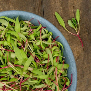 Seeds Red Beet Microgreens: 2 oz Packet [HIGH MOWING #2290-QMG.2] T