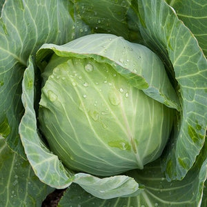 Seeds Golden Acre Cabbage: 1/32 oz Packet [HIGH MOWING #2298.1] T