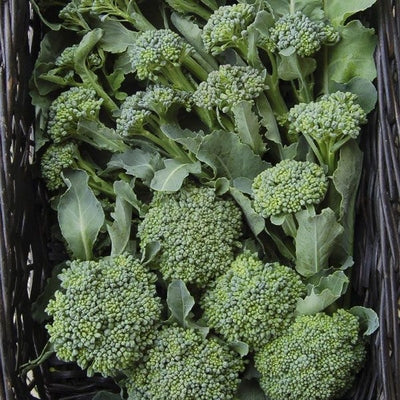 Seeds De Cicco Broccoli: 1/32 oz Packet [HIGH MOWING #2300.1] T