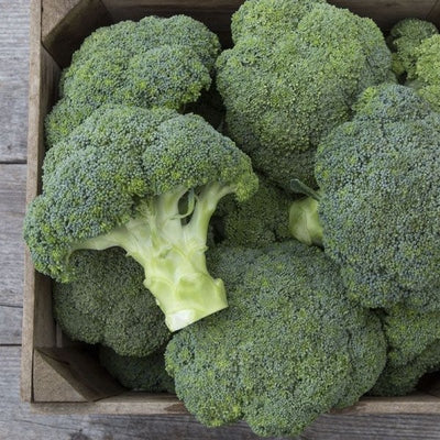 Seeds Covina F1 Broccoli: 25 Seed Packet [HIGH MOWING #2303.1] T