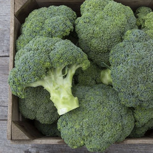 Seeds Covina F1 Broccoli: 25 Seed Packet [HIGH MOWING #2303.1] T