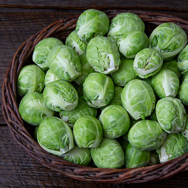 Seeds Dagan Brussels Sprouts [HIGH MOWING #2314.2] T