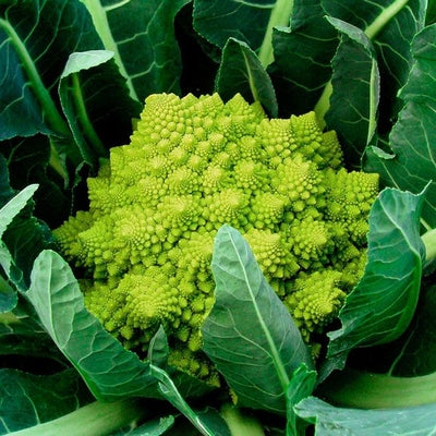 Seeds Veronica F1 Romanesco: 10 Seed Packet [HIGH MOWING #2319.2] T