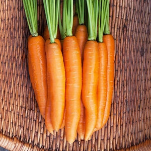 Seeds Negovia F1 Carrot: 250 Seed Packet [HIGH MOWING #2324.1] T