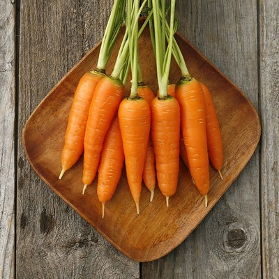 Seeds Danvers 126 Carrot: 1/32 oz Packet [HIGH MOWING #2330.1] T