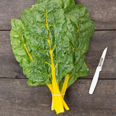 Seeds Sunset Chard: 1/16 oz Packet [HIGH MOWING #2347.1] T