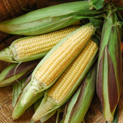 Seeds Fishers Earliest Sweet Corn: 1/2 oz Packet [HIGH MOWING #2375.2] T