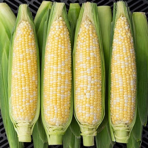 Seeds Allure F1 Sweet Corn: 75 Seed Packet [HIGH MOWING #2379.1] T