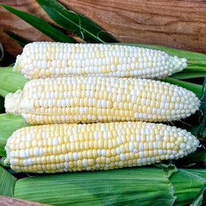 Seeds Who Gets Kissed Sweet Corn: 1/2 oz Packet [HIGH MOWING #2382.2] T