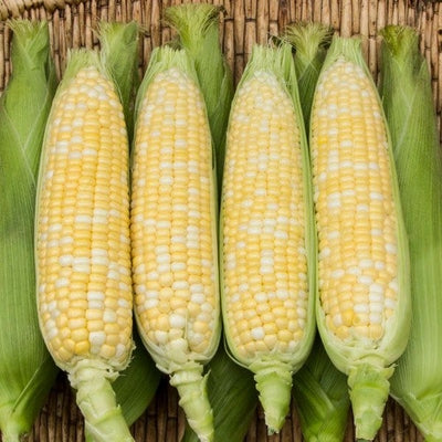 Seeds Enchanted F1 Sweet Corn: 75 Seed Packet [HIGH MOWING #2385.1] T