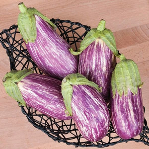 Seeds Listada De Gandia Eggplant: 1/64 oz Packet [HIGH MOWING #2474.1] T