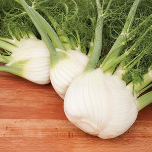 Seeds Preludio F1 Fennel: 25 Seed Packet [HIGH MOWING #2478.1] T