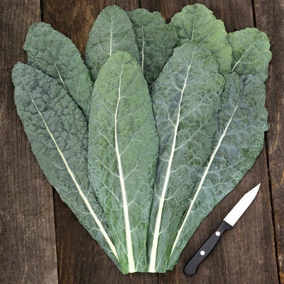 Seeds Lacinato Kale: 1/32 oz Packet [HIGH MOWING #2520.1] T