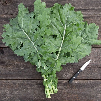 Seeds White Russian Kale: 1/32 oz Packet [HIGH MOWING #2528.1] T