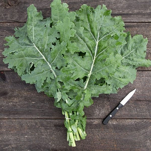 Seeds White Russian Kale: 1/32 oz Packet [HIGH MOWING #2528.1] T