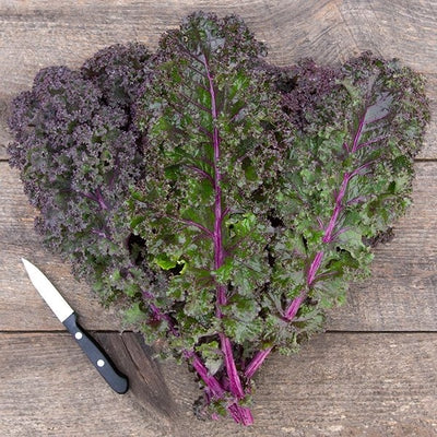 Seeds Curly Roja Kale: 1/32 oz Packet [HIGH MOWING #2529.1] T