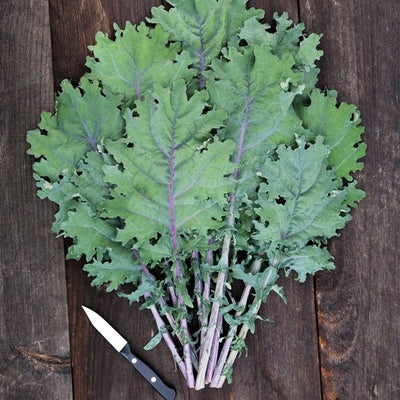 Seeds Red Russian Kale: 1/32 oz Packet [HIGH MOWING #2530.1] T