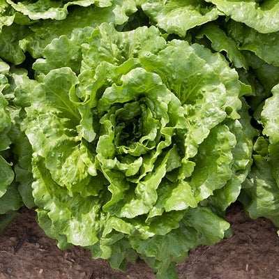 Seeds Concept Lettuce: 1/32 oz Packet [HIGH MOWING #2544.1] T