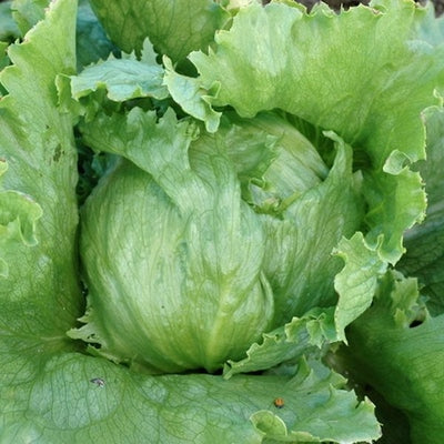 Seeds Crispino Lettuce: 1/32 oz Packet [HIGH MOWING #2545.1] T