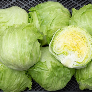 Seeds Saladin Iceberg Lettuce: 500 Seed Packet [HIGH MOWING #2549.1] T