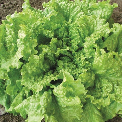 Seeds Black Seeded Simpson Lettuce: 1/32 oz Packet [HIGH MOWING #2550.1] T