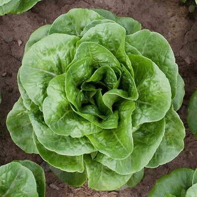 Seeds Winter Density Lettuce: 1/32 oz Packet [HIGH MOWING #2559.1] T