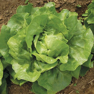 Seeds Optima Lettuce: 500 Seed Packet [HIGH MOWING #2562.1] T