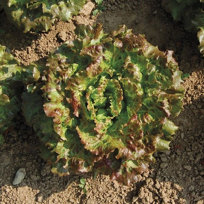 Seeds Lovelock Lettuce: 500 Seed Packet [HIGH MOWING #2575.1] T