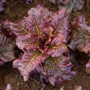 Seeds Outredgeous Lettuce: 1/32 oz Packet [HIGH MOWING #2592.1] T