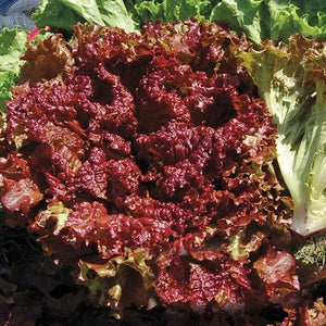 Seeds Red Fire Lettuce: 500 Seed Packet [HIGH MOWING #2594.1] T