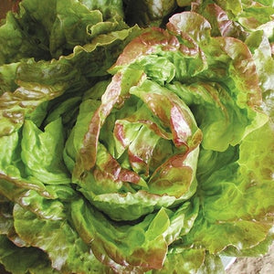 Seeds Pirat Lettuce: 1/32 oz Packet [HIGH MOWING #2597.1] T