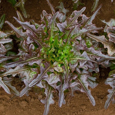 Seeds Red Oak Leaf Lettuce: 1/32 oz Packet [HIGH MOWING #2598.1] T