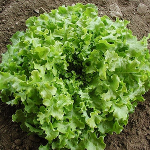 Seeds Salad Bowl Lettuce: 1/32 oz Packet [HIGH MOWING #2605.1] T