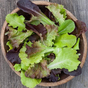 Seeds Gourmet Lettuce Blend: 1/32 oz Packet [HIGH MOWING #2610.1] T