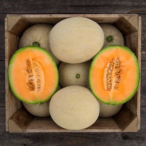 Seeds True Love F1 Melon: 10 Seed Packet [HIGH MOWING #2635.1] T